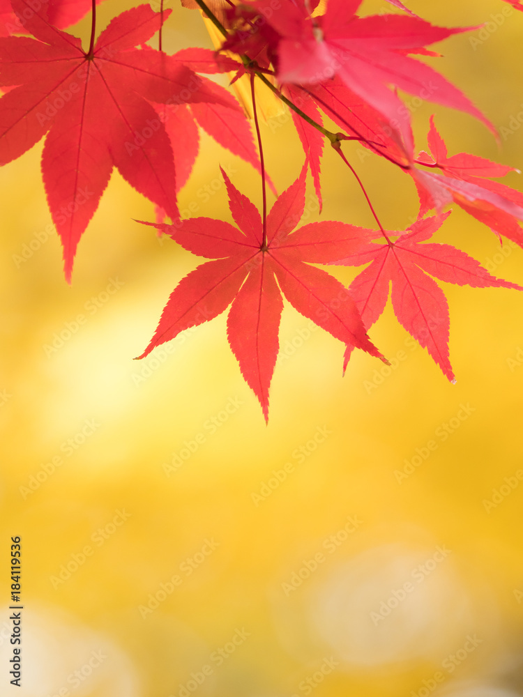紅葉したカエデの葉 紅葉したカエデの葉