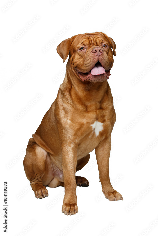 beautiful bordeaux dogue dog