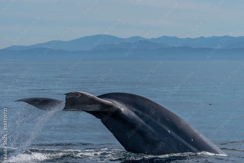 Obraz premium Whales