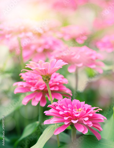 pink flower in the garden. selective focus © Success Media