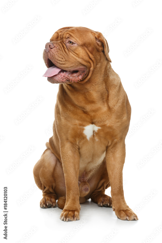 beautiful bordeaux dogue dog