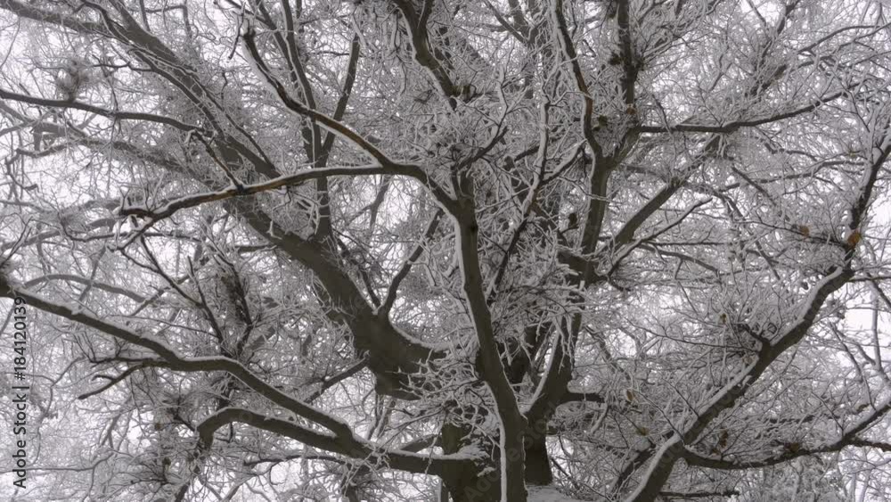 Stabilized shot of view under beautiful tree covered in snow and ice. Stabilized shot of view under beautiful tree covered in snow and ice.