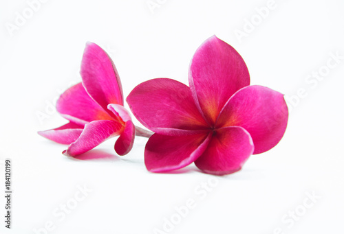 pink plumeria flower with isolated background