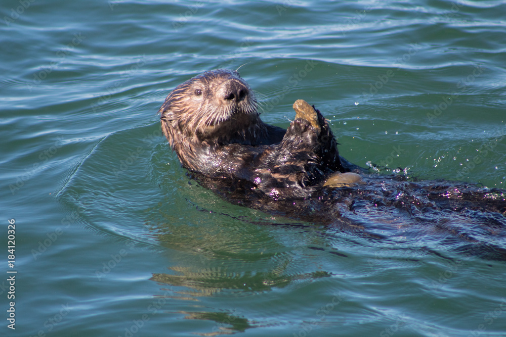 Obraz premium California Sea Otter