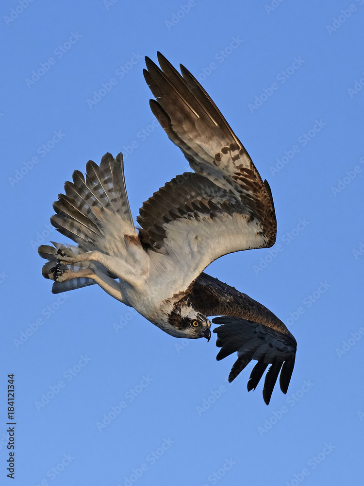 Fototapeta premium Osprey (Pandion haliaetus)