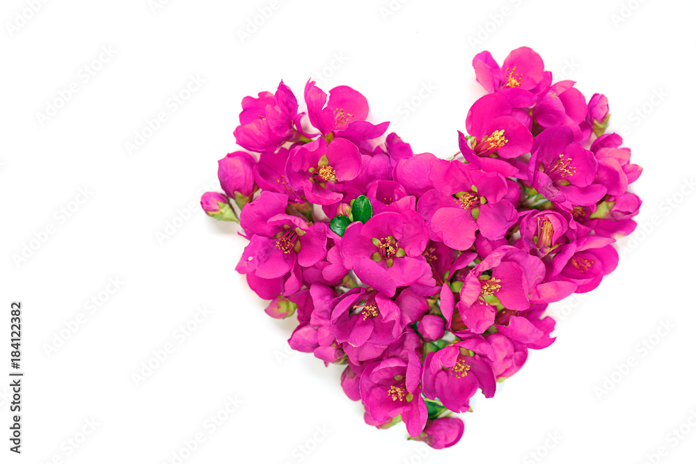 Flower heart. Heart made from  lilac flowers of quince Japanese on a white background. Valentine's Day
