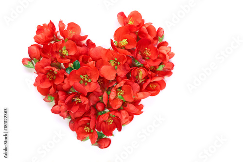 Flower heart. Heart made from red  flowers of quince Japanese on a white background. Valentine's Day