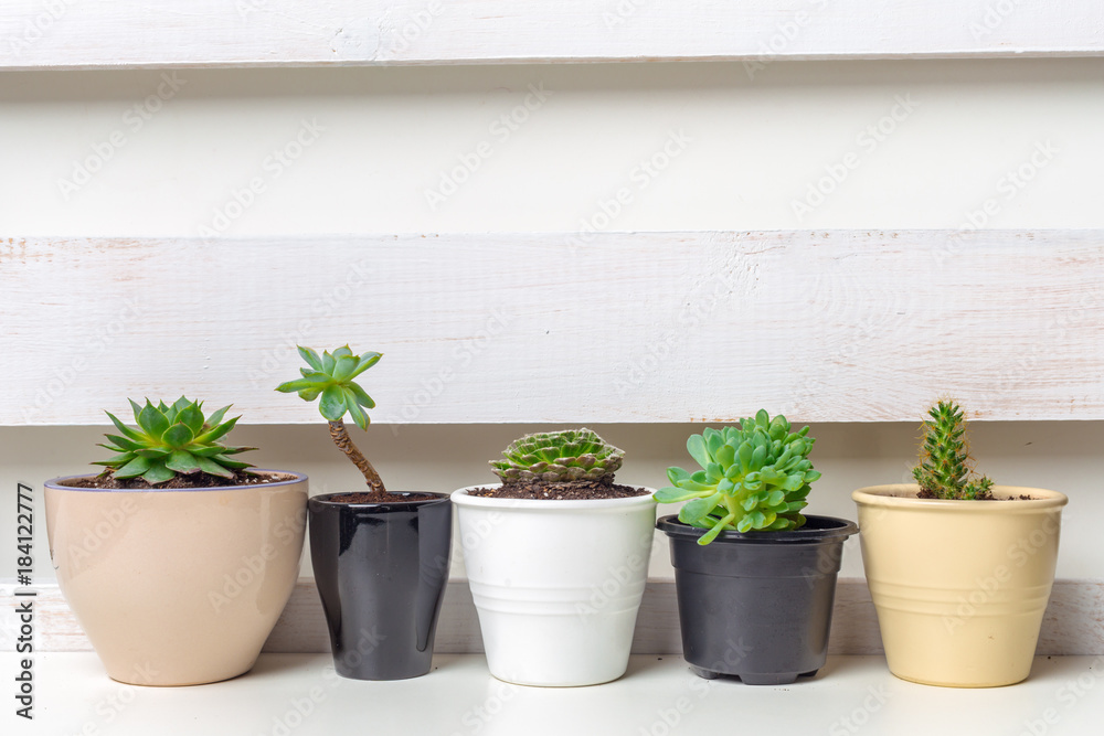 Small succulent plants in pots in home interior Small succulent plants in pots in home interior