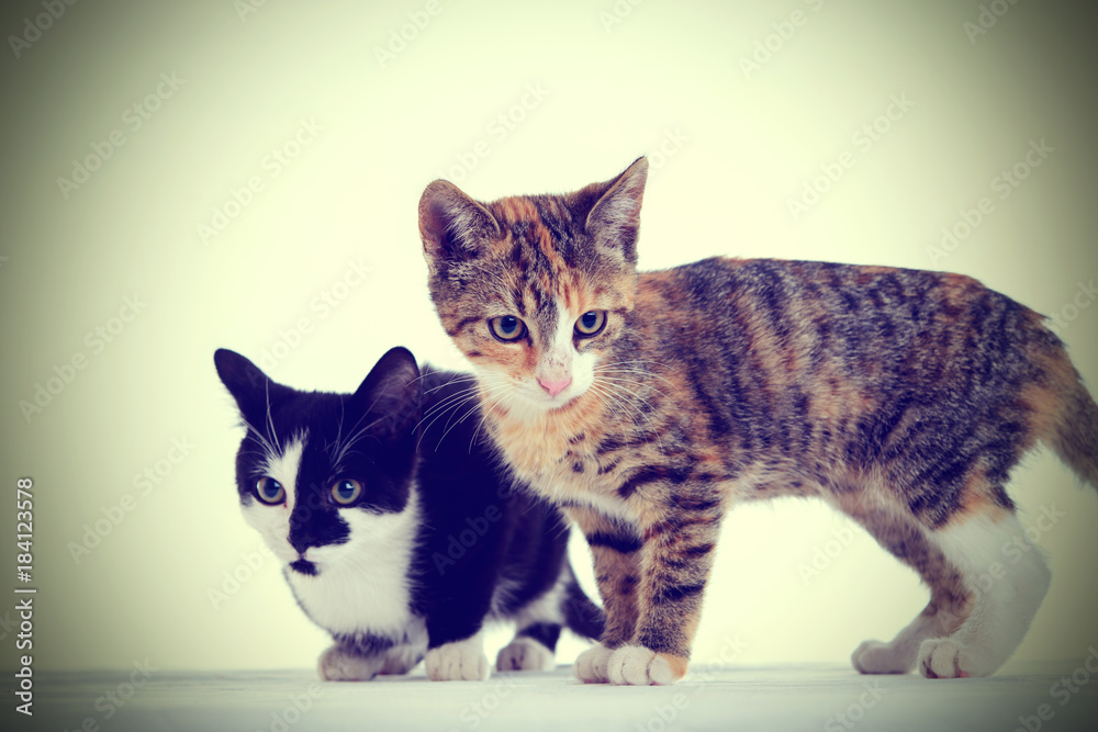 portrait of two cat children