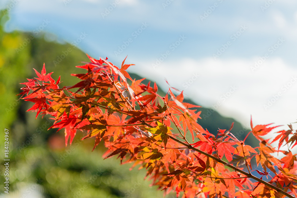 紅葉クローズアップ