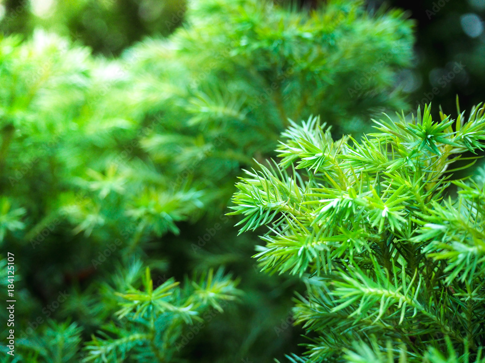 Fresh green leaves. Dark tone leaf in garden for natural tropical texture background and exotic style wallpaper.
Fresh green leaves. Dark tone leaf in garden for natural tropical texture background and exotic style wallpaper.