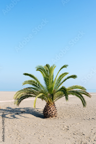 Palm on beach, Margherita di Savoia, Italy.