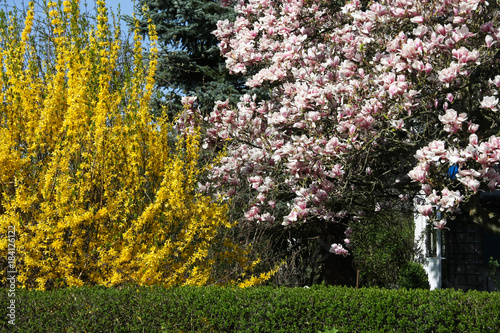 Frühlingsgarten mit Magnolie und Forsythie