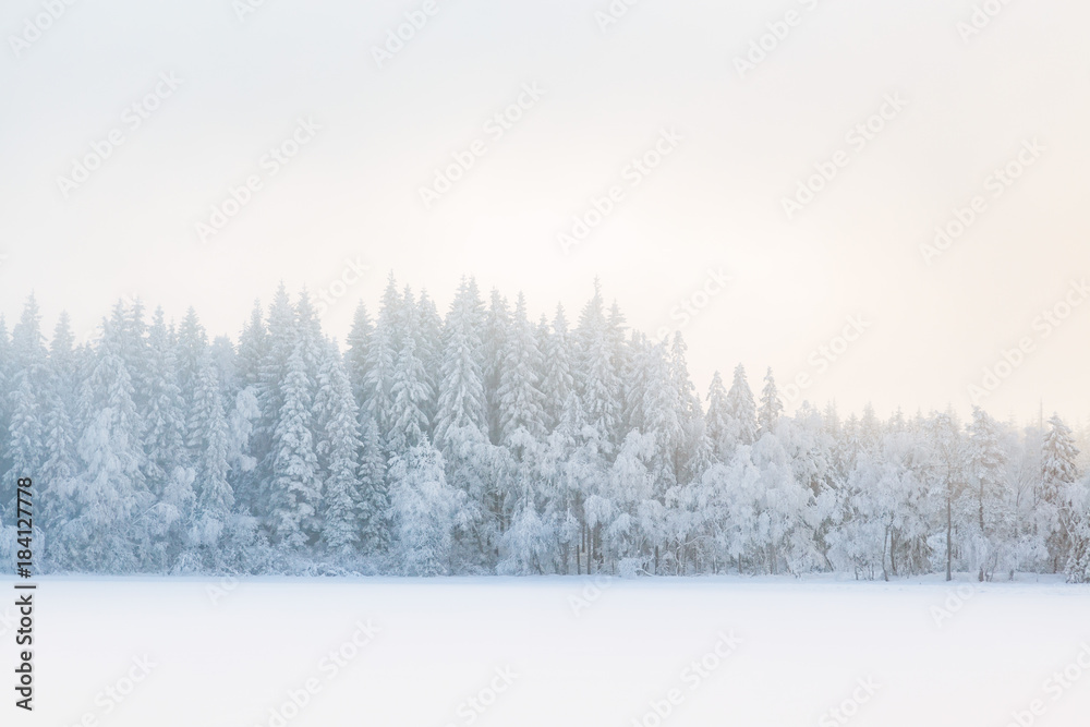 Fog in a winter forest landscape with snow and frost Fog in a winter forest landscape with snow and frost