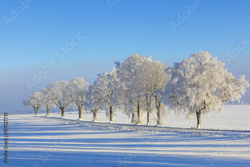 Fotografie Trees with hoarfrost at a road in a snowy rural landscape