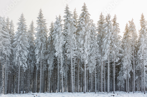 Winter forest with frost and cold weather
