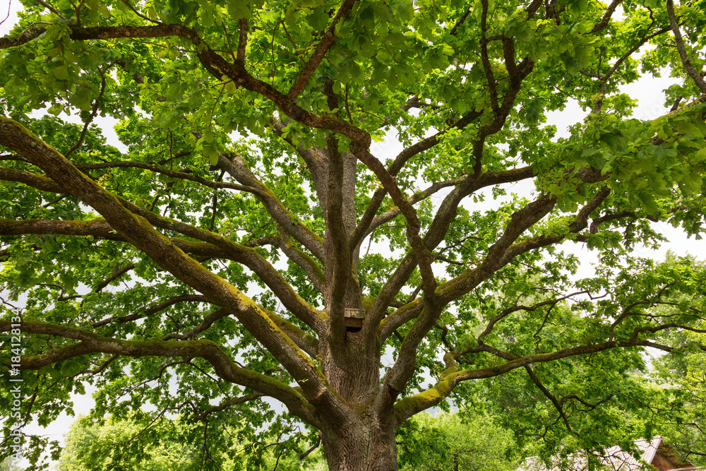 Old oak tree in park of the Mikhailovskoye village, Pushkinskiye Gory Reserve, Russia Old oak tree in park of the Mikhailovskoye village, Pushkinskiye Gory Reserve, Russia