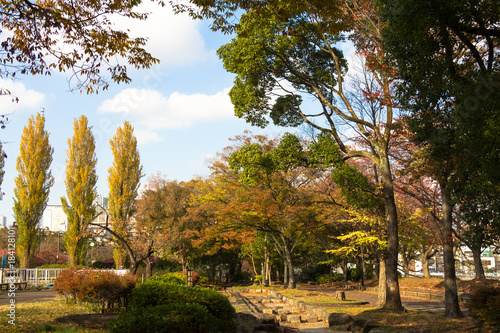 Autumn leaves of Sarue Park in Koto Ward, Tokyo, Japan / Opened in 1932 and old, it was known to surrounding residents as precious