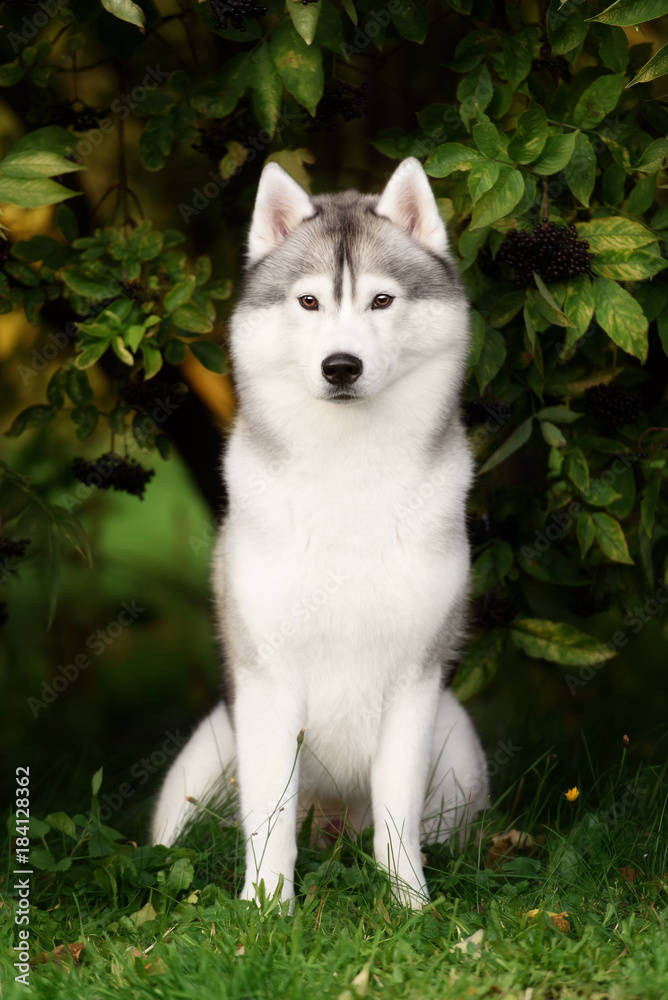White And Gray Adult Siberian Husky Dog Or Sibirsky Husky White And Gray Adult Siberian Husky Dog Or Sibirsky Husky
