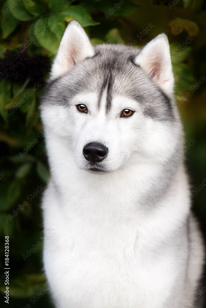 White And Gray Adult Siberian Husky Dog Or Sibirsky Husky