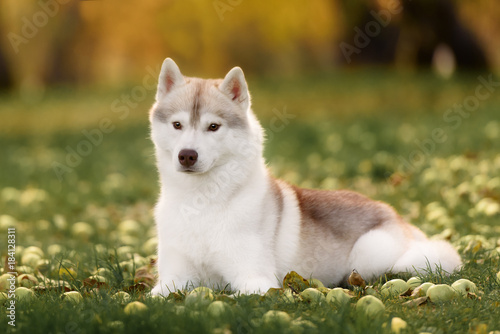 White And Gray Adult Siberian Husky Dog Or Sibirsky Husky photo