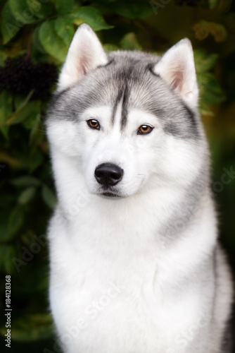 White And Gray Adult Siberian Husky Dog Or Sibirsky Husky photo