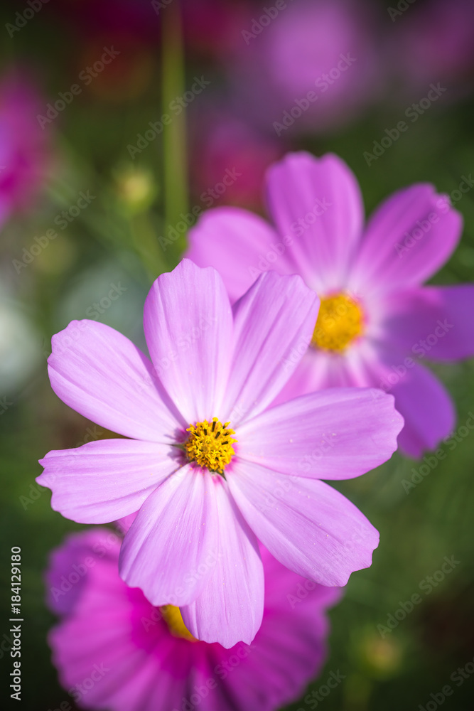 コスモスの花 コスモスの花