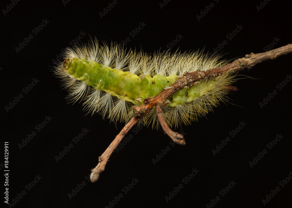 Naklejka premium Hairy caterpillar underneath