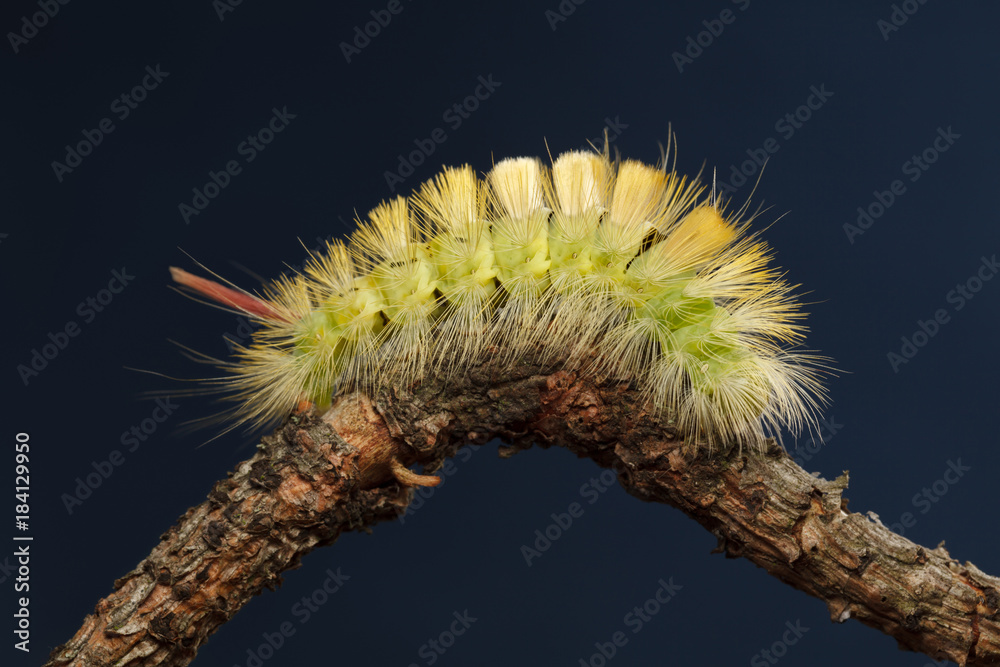 Fototapeta premium Yellow caterpillar curved on branch