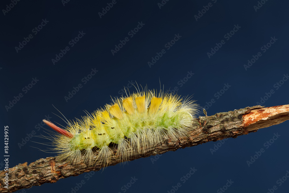 Yellow hairy caterpillar side view Yellow hairy caterpillar side view