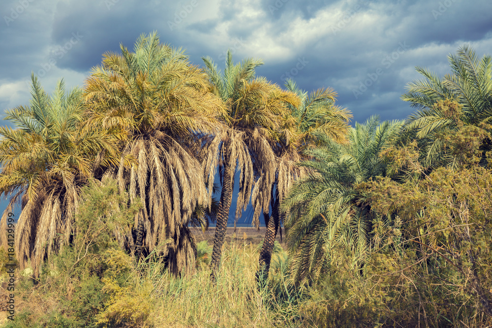 Oasis in Negev desert in stormy weather. Israel Oasis in Negev desert in stormy weather. Israel