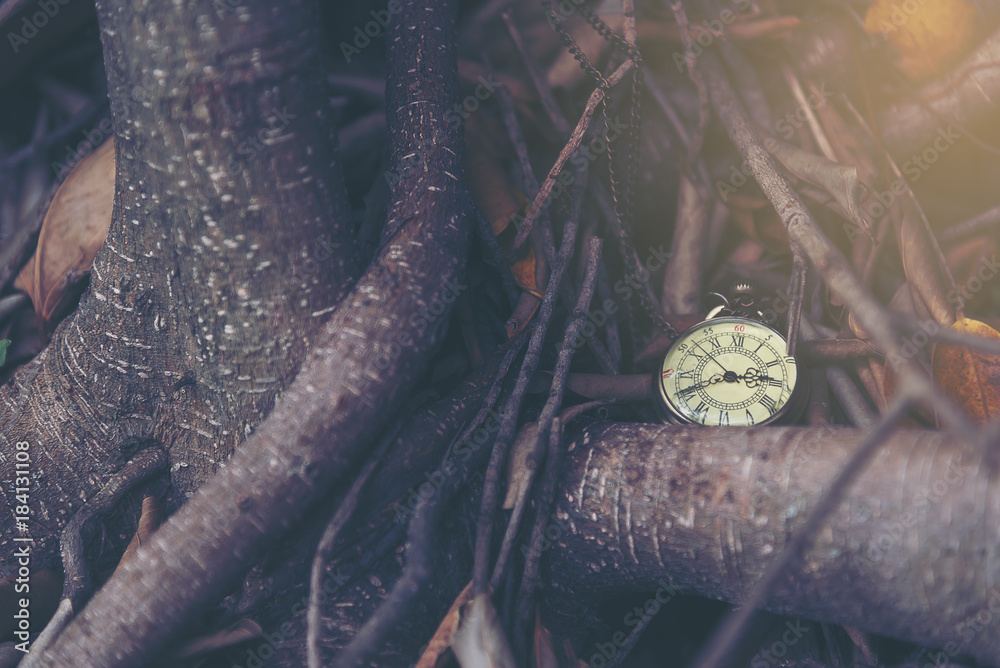 Obraz premium Time is precious concept, pocket watch over big tree background. Finding time, lost time conceptual.