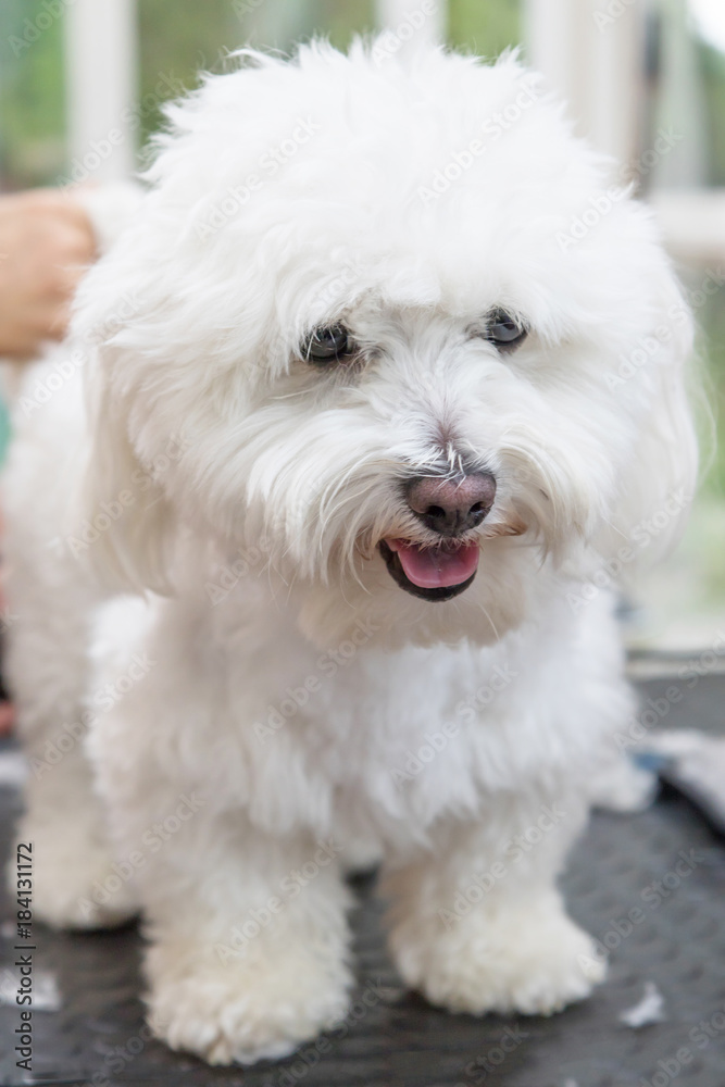 Cute white Bolognese dog is groomed standing on the table. Vertically. 