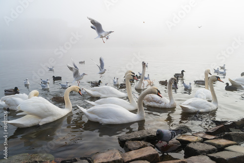 Photography swans in prague