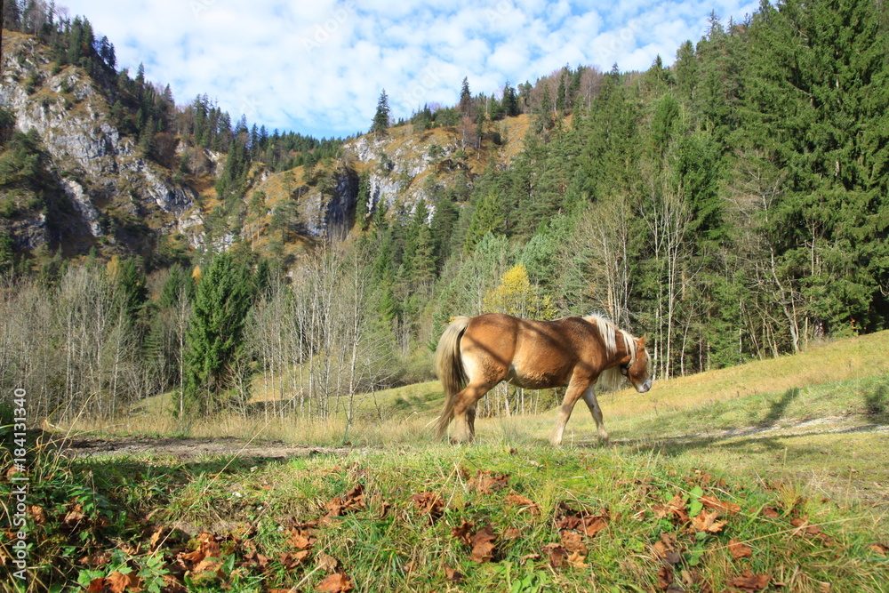 Naklejka premium Haflingen in den Bergen