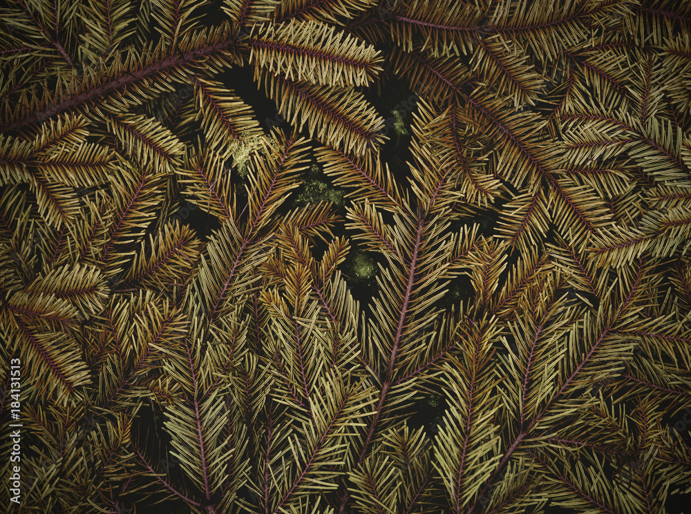 Dried pine leaves on the ground, leaf background