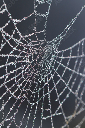 Frozen spider web