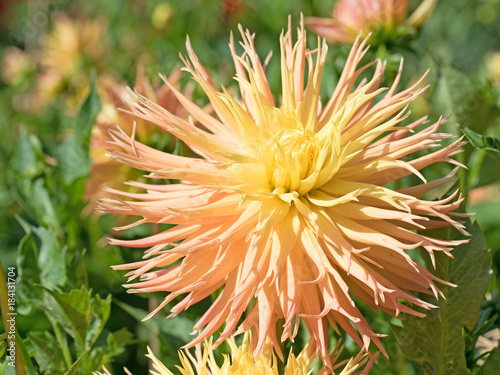 Fototapeta Naklejka Na Ścianę i Meble -  Dahlien, Dahlias