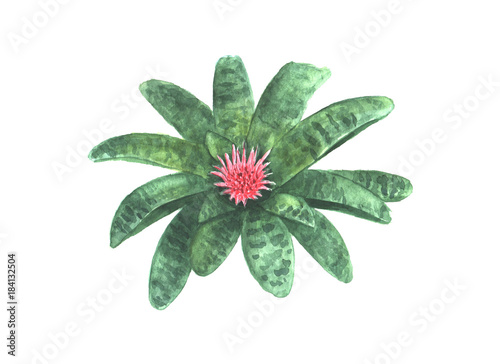 Aechmea fasciata flower