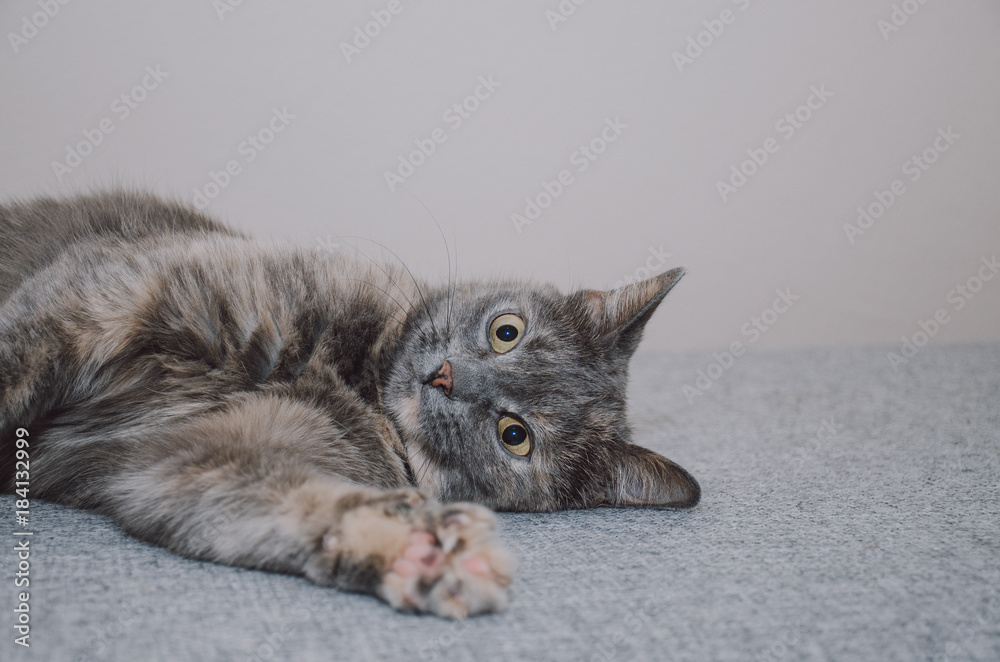 кошка лежит на боку кошка лежит на боку
