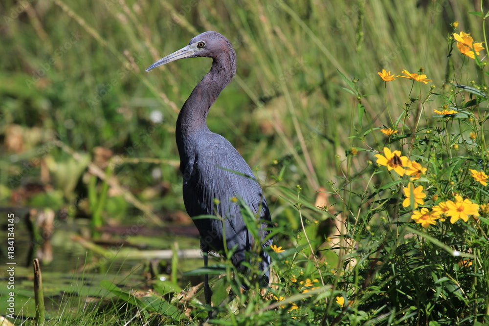 Fototapeta premium Waterbird wading in water surrounded by green grass