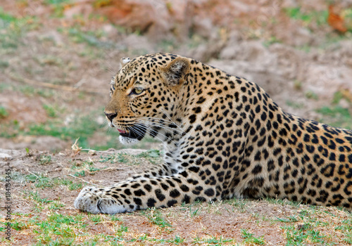 Female Leopard  Panthera pardus   lying contently on the african plains in South Luangwa National Park  Zambia  Southern Africa