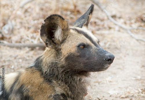 Close up of an African Wild Dog  Painted Dog  Head alert and looking directly ahead  South Luangwa national park  zambia