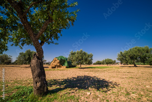 Olive farm/garden in Tunisia, North Africa.