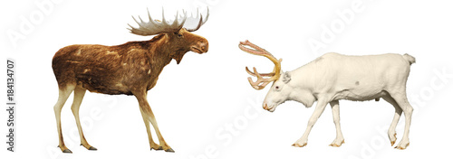 Moose and deer on a white background