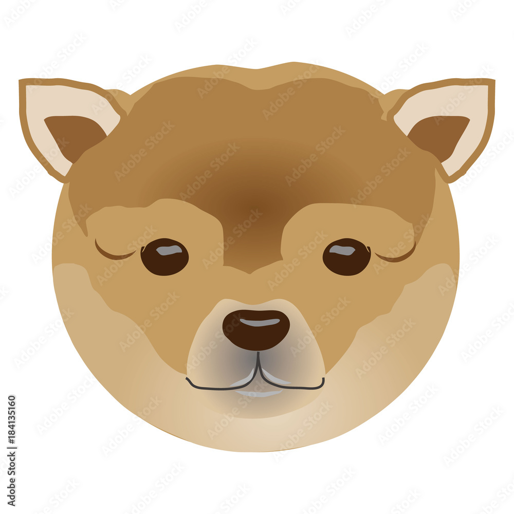 茶柴犬 茶柴犬