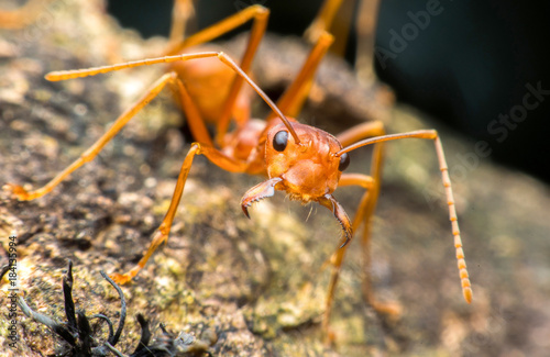 ant formica rufa on grass © Boonchai