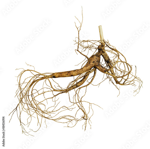 Canvastavla Korean wild root ginseng with berries
