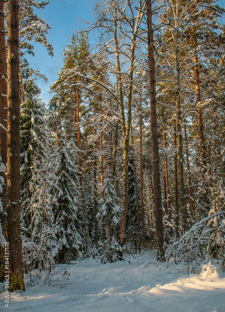 Fototapeta premium Christmas forest on a Sunny day