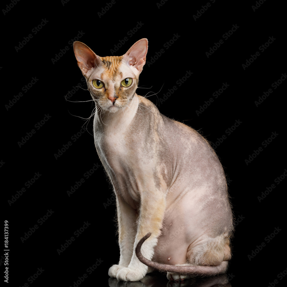 Curious Sphynx Cat Sitting with Yellow eyes Isolated on Black Background, Front view Curious Sphynx Cat Sitting with Yellow eyes Isolated on Black Background, Front view